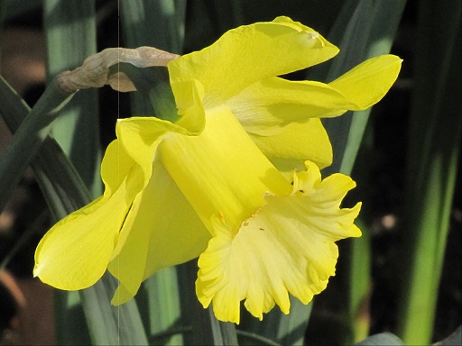 Fleur de Jonquille