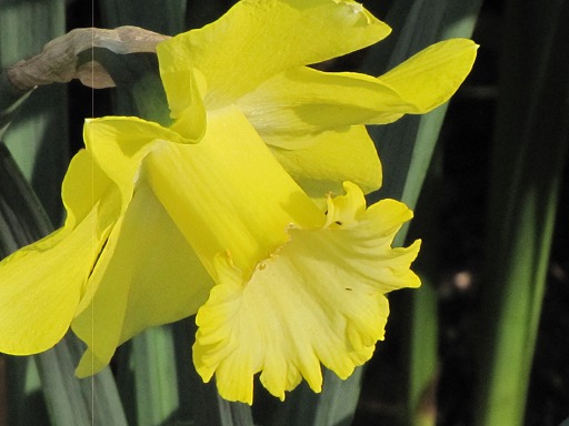 Fleur de Jonquille