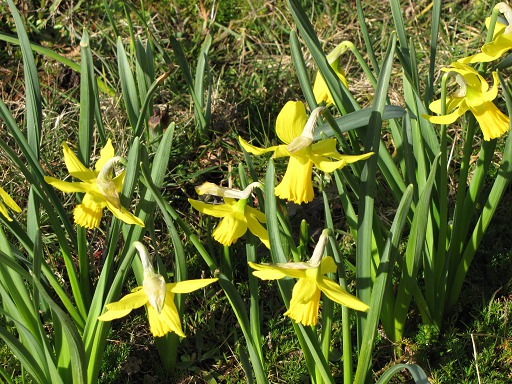 Jonquilles