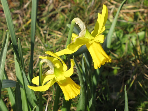 Fleur de Jonquille