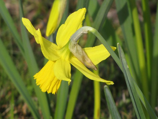 Fleur de Jonquille