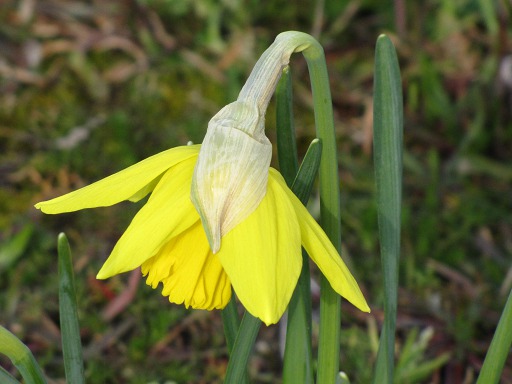 Jonquilles
