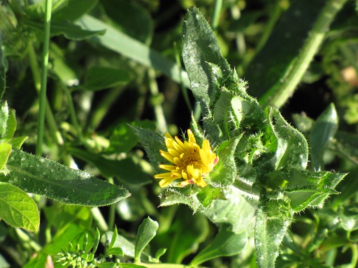 Fleur de Laiteron