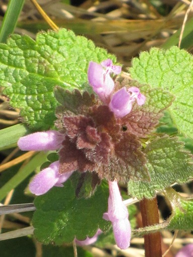 Lamier Pourpre