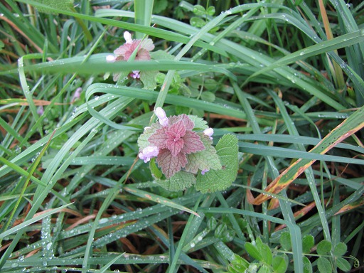 Fleur de Lamier Pourpre