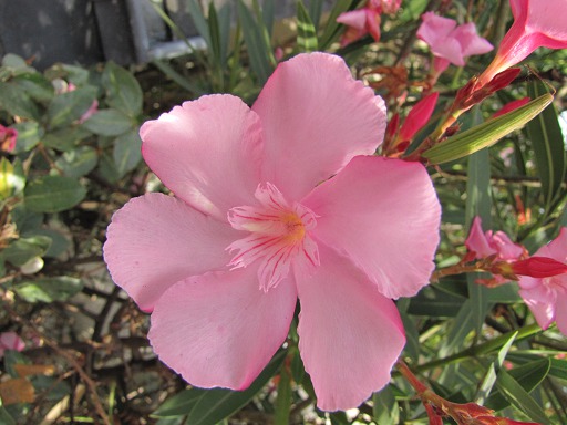 Laurier rose