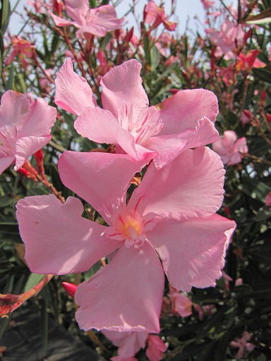 Laurier rose