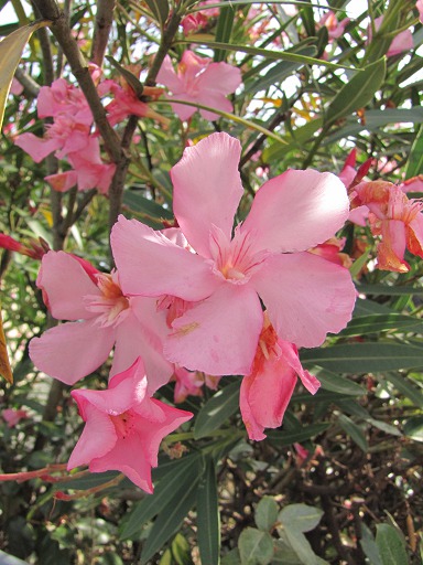 Laurier rose