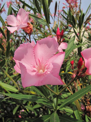Laurier rose
