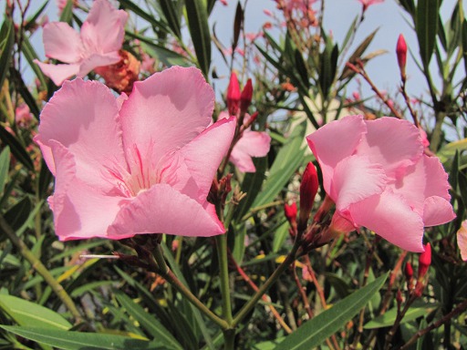 Fleurs de Laurier