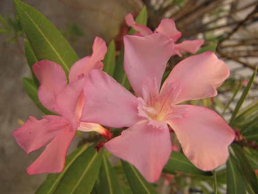 Fleur de Laurier rose