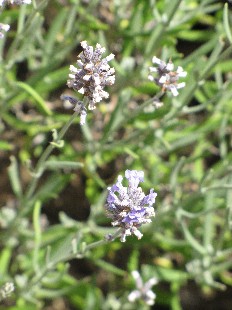 Fleurs de Lavande