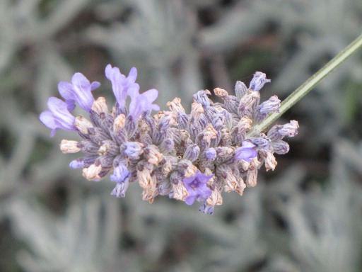 Fleur de Lavande
