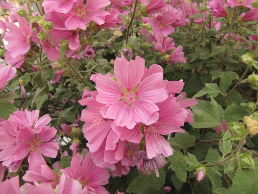 Fleurs de Lavataire