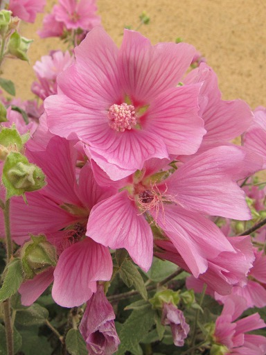 Fleurs de Lavataire