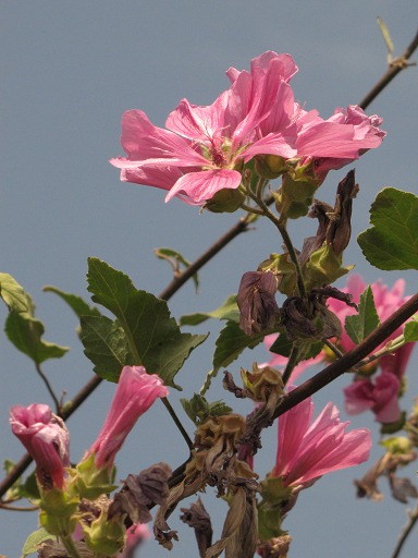 Fleurs de Lavataire