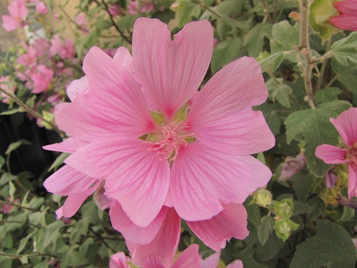 Fleur de Lavataire