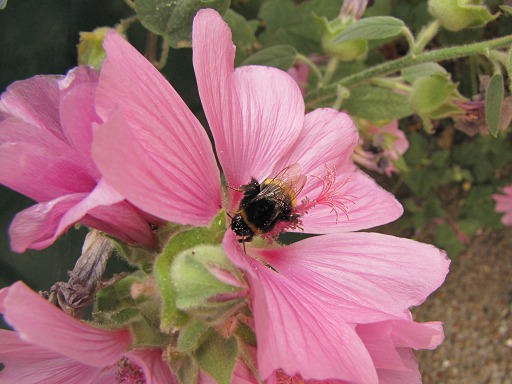 Fleur de Lavataire