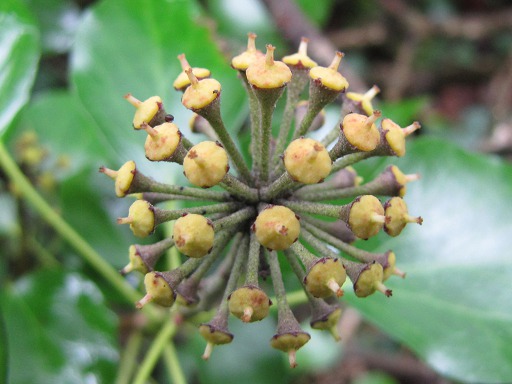 >Fleur de Lierre