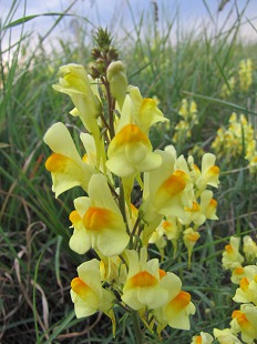Fleurs de Linaire Commune