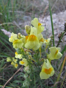 Fleur de Linaire Commune