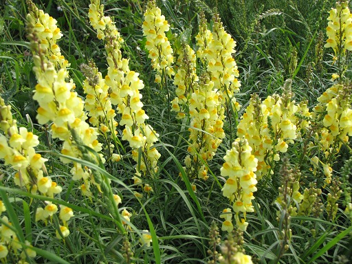 Fleurs de Linaire Commune