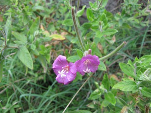 Fleur mauve de Liseron
