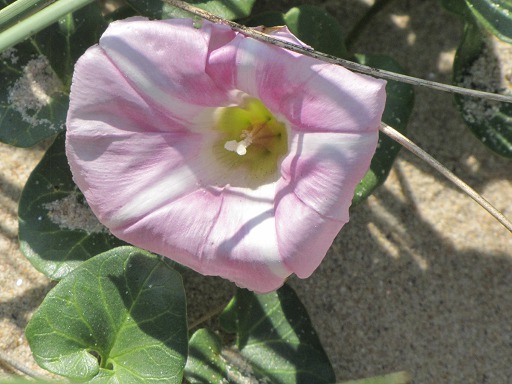 Fleur de liseron des dunes
