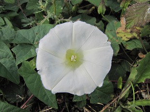 Fleur de liseron des haies