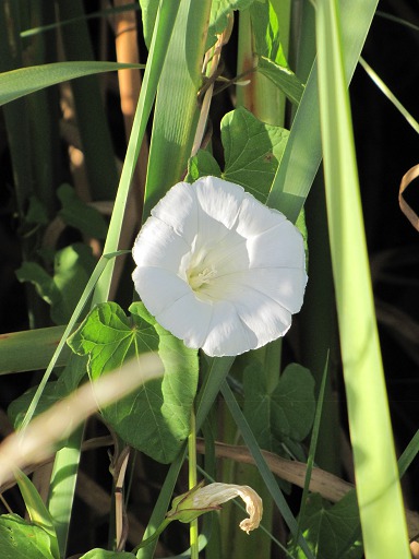 Fleur de liseron des haies