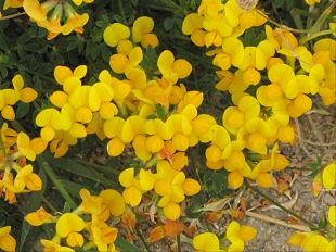 Fleurs de Lotier Corniculé