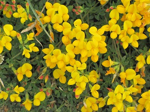 Lotier Corniculé