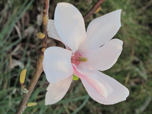 Fleur de Magnolia