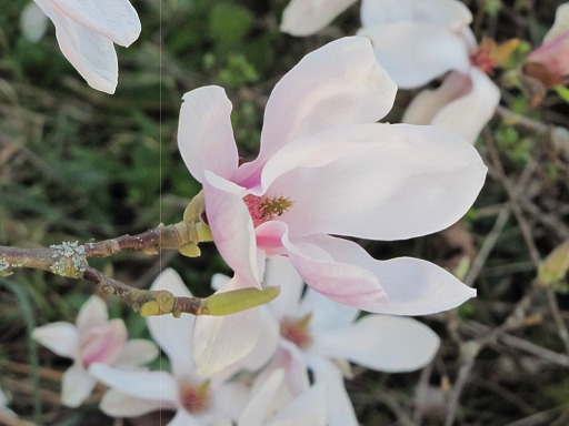 Magnolia Kobus