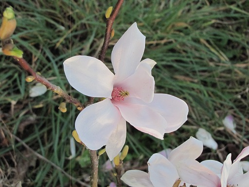 Fleur de Magnolia
