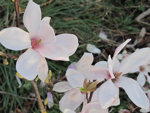 Fleurs de Magnolia