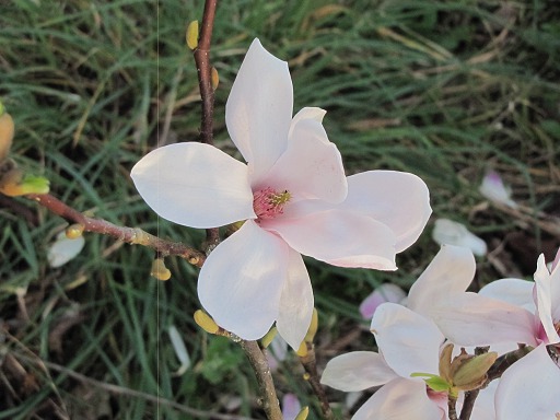 Magnolia à fleurs blanches