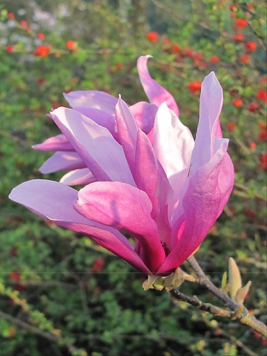 Magnolia