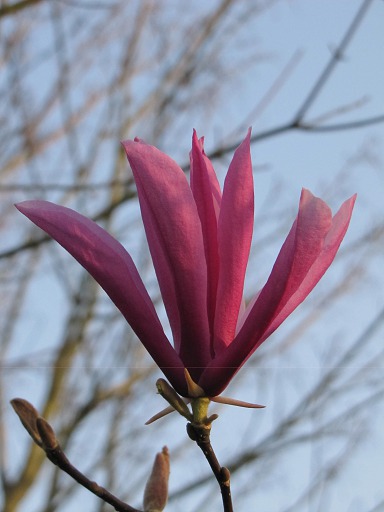 Fleur rose de Magnolia Galaxy