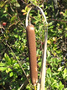Fleur de Massette