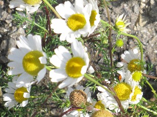 Fleurs de Matricaire