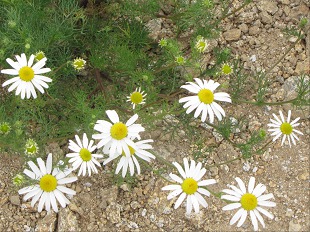 Fleurs de Matricaire