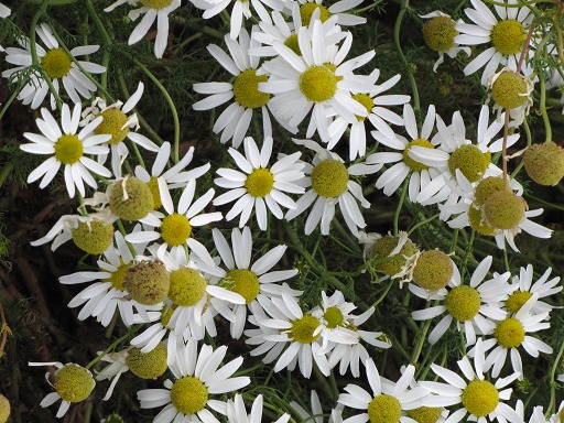 Fleurs de Matricaire