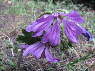 Mauve en arbre