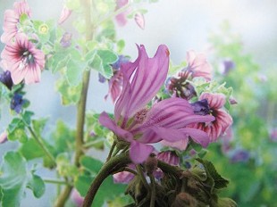 Lavatère arborescente
