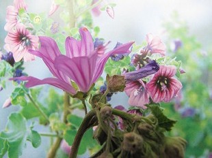 Fleurs de Mauve en arbre