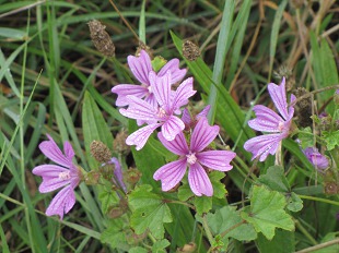 Mauve en arbre