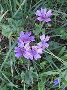 Mauve Sauvage