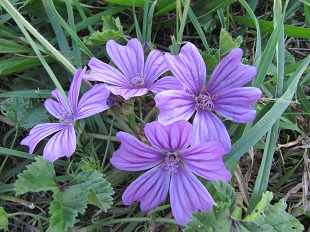 Fleur de Mauve Sauvage