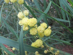 Mimosa d'été
